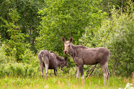 Moose cow guarding while one year old calf eatingの写真素材