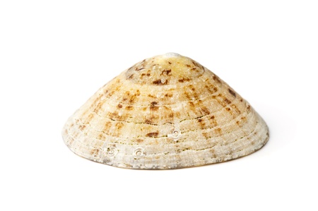 Common limpets (Patella Vulgata) isolated over white background