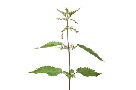 Common stinging nettle isolated over white backgroundの写真素材