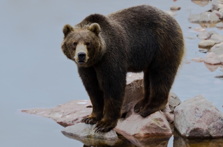Brown bear  Ursus arctos  fishing salmon in a river