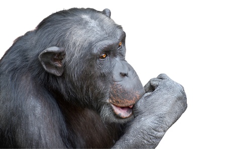 Chimpanzee sucking his thumb isolated over white backgroundの写真素材