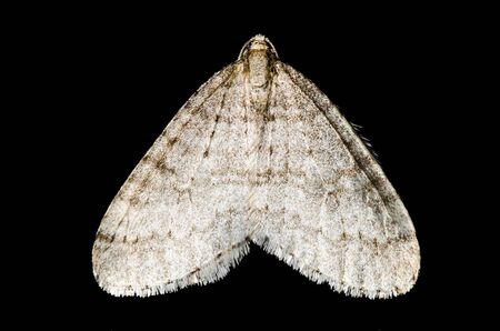Moth (lepidoptera) isolated macro on black backgroundの写真素材