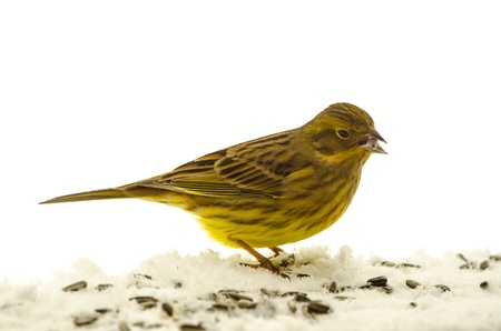 Yellowhammer eating sunflower seeds isolated on white backgroundの写真素材