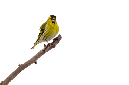 Singing yellow bird  siskin  with open beak isolated on white backgroundの写真素材