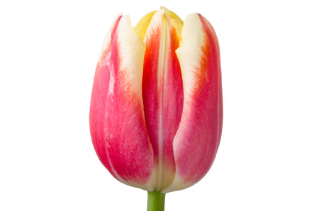 Tulip yellow and red isolated on white backgroundの写真素材