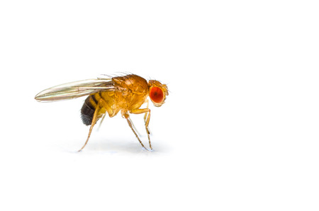 Single fruit fly  drosophila melanogaster  on white backgroundの写真素材