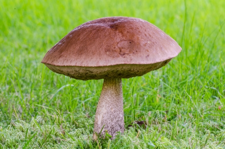 Jersey cow mushroom on a green lawnの写真素材