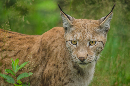 Lynx watching something in summer time の写真素材