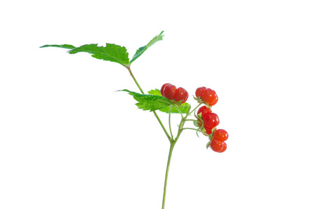 Stone Bramble  Rubus saxatilis  berry on stem isolated on white の写真素材