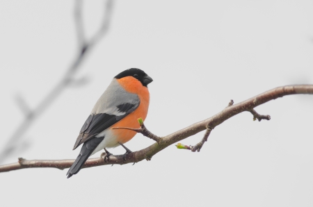 Bullfinch sitting in a treeの写真素材