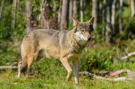 Timber wolf in a forest in summertimeの写真素材