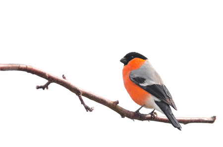 Bullfinch sitting on a branch isolated on white backgroundの写真素材
