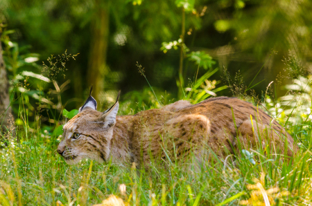 Bobcat huntingの写真素材