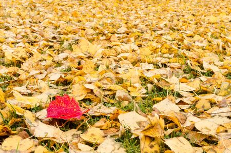 One red aspen leaf on yellow birch leavesの写真素材