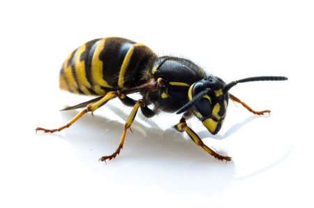 Close up of a living hornet isolated on white backgroundの写真素材