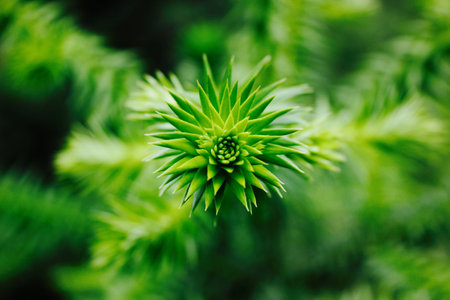 Pine