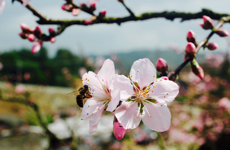 Peach Blossomの写真素材