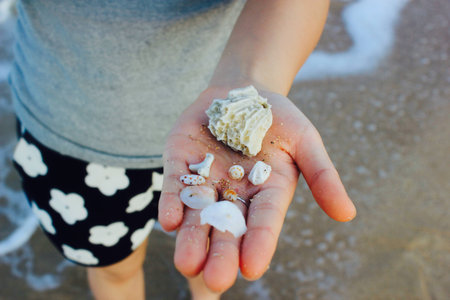 Sea shell on a palm