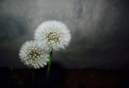  dandelionの写真素材