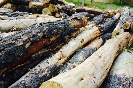 Wood