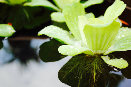 Waterの写真素材