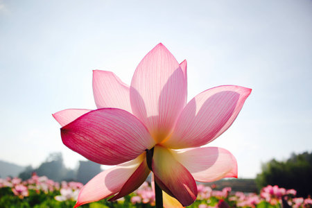 Flowerの写真素材