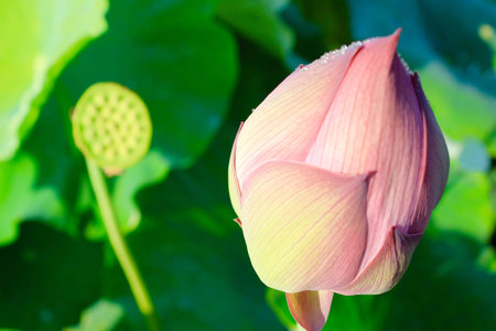 Flowerの写真素材