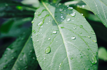The leaves