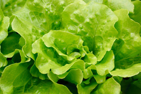 Vegetable