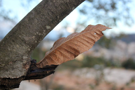 Dead leavesの写真素材