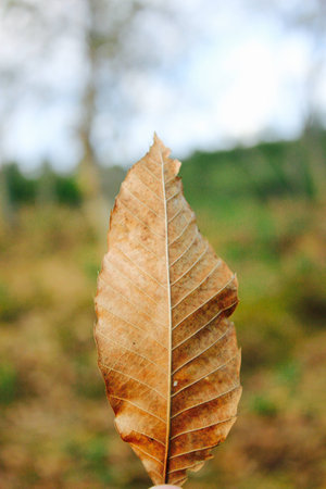 Dead leaves