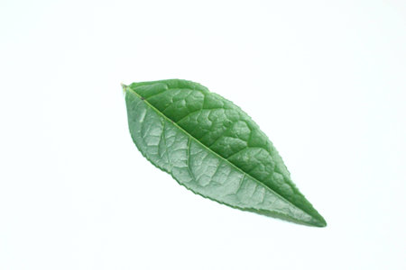 The leavesの写真素材