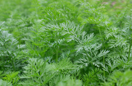 Vegetable garden