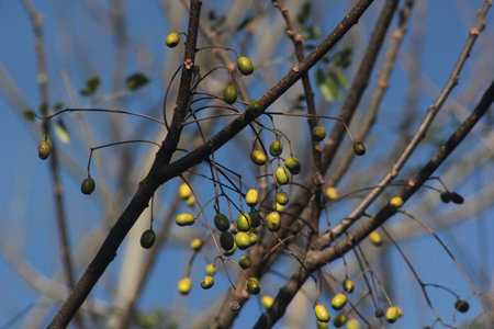 Close up to fruits growing on a treeの写真素材