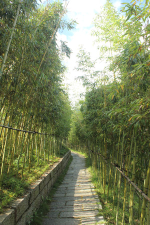 Bamboo forestの写真素材