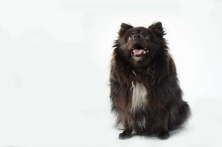 Black pomeranian with white spot sitting medium dog with white background happy animal with tongue outの写真素材