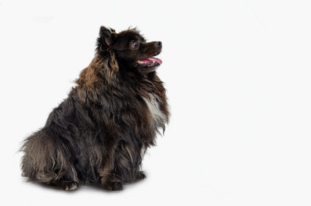 Black pomeranian with white spot sitting medium dog with white background happy animal with tongue outの写真素材