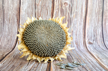 Sunflower on wooden background - vintage effect style pictures. Sunflower seedsの写真素材