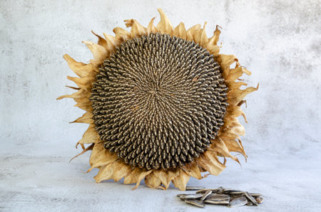 Sunflower seeds on a white background. Sunflower oil improves skin health.の写真素材