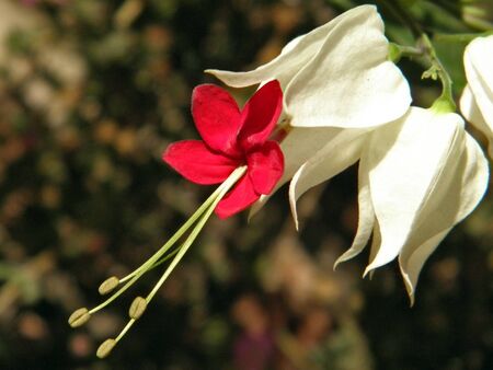 campanilla bicolor    の写真素材