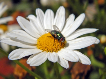 fly on a flower の写真素材