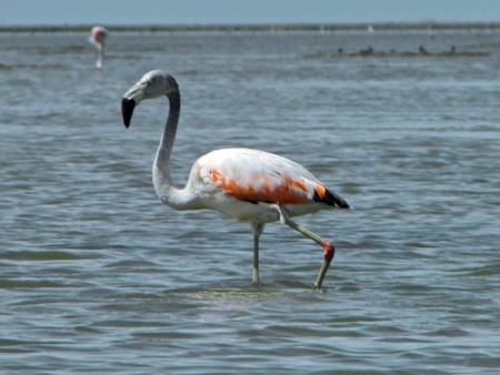 Flamingo    の写真素材