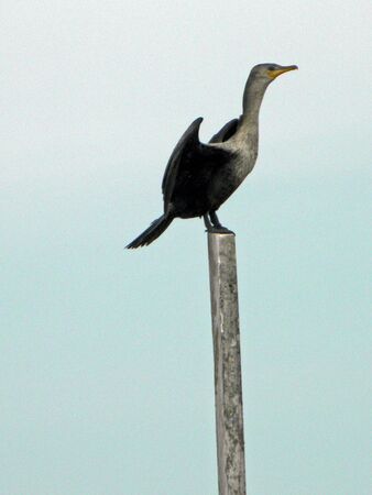 Sea bird  の写真素材