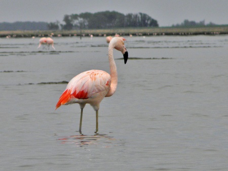 Flamingo    の写真素材