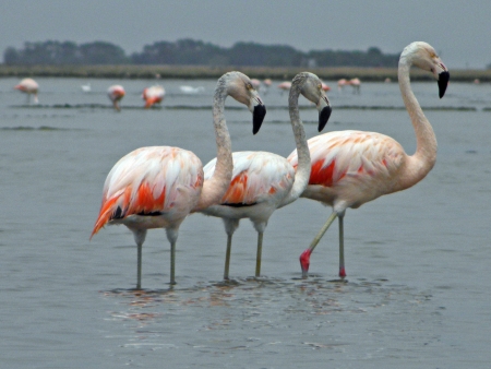 Flamingo s gang    の写真素材