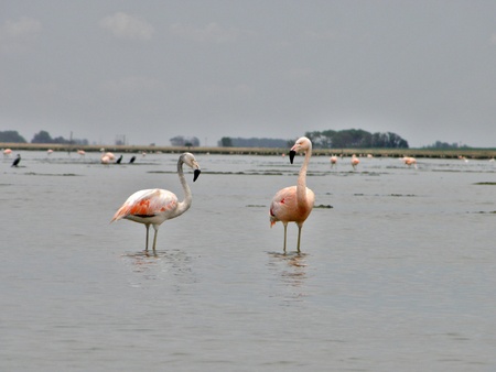 Two Flamingoesの写真素材