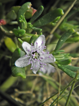 Litle flower on the grassの写真素材