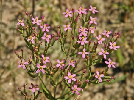 Little pink flowersの写真素材