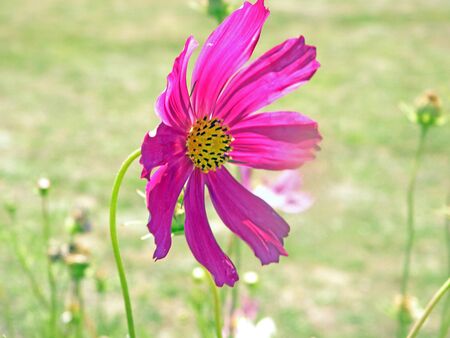 pink cosmos  の写真素材
