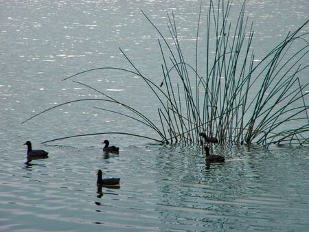 patitos  の写真素材